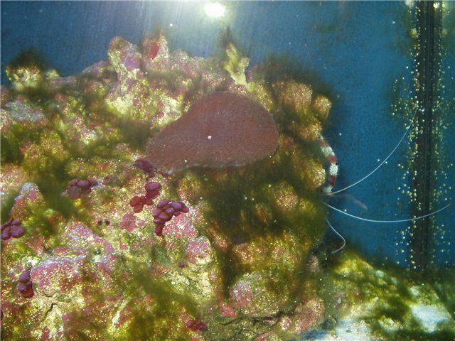 Название: 0c76fecc3daf.jpg Просмотров: 116 Размер: 81.8 Кб