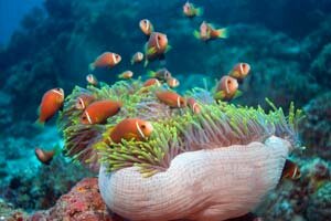 Название: 240473.jpg Просмотров: 170 Размер: 13.1 Кб