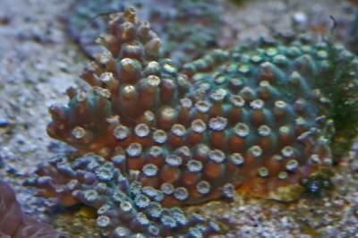 Название: s4977273.jpg Просмотров: 136 Размер: 19.6 Кб