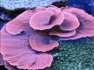 Название: 6_1258675951.jpg Просмотров: 130 Размер: 34.5 Кб