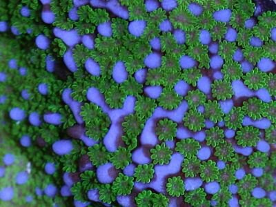 Название: 9_1258675952.jpg Просмотров: 129 Размер: 35.1 Кб