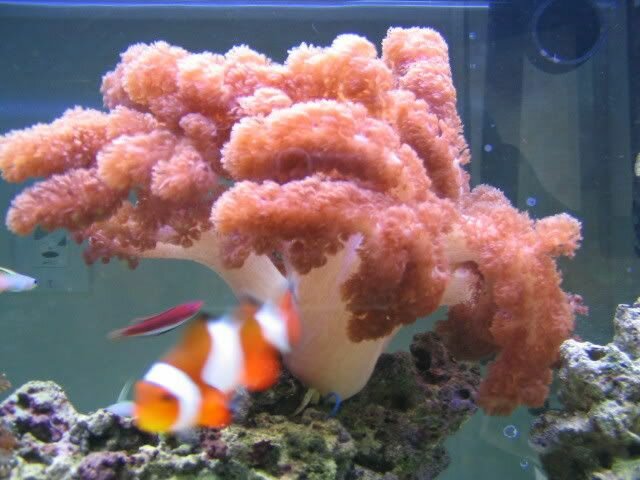 Название: 45_167.jpg Просмотров: 101 Размер: 50.4 Кб